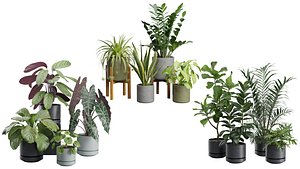 Indoor Plants Collection 07 3D model