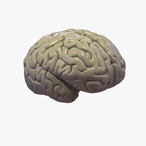 brain cerebrum 3d model