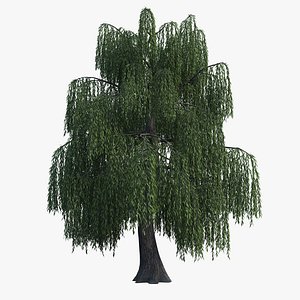 Weeping Willow Tree model