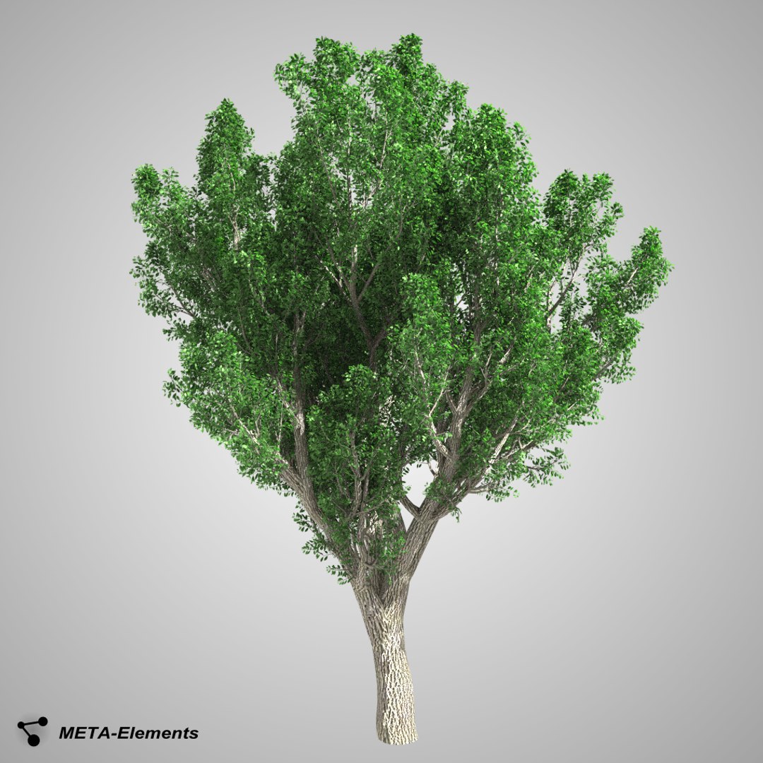 3d broadleaf tree https://p.turbosquid.com/ts-thumb/SF/Gspdtv/VjayXNft/tree/png/1420724734/1920x1080/fit_q87/e5dcfcace8b31da92af95886ccf6673b903ab279/tree.jpg