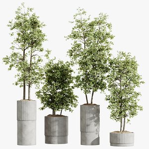 AV HousePlants Mission Kalamata Leccino Arbequina Wilsonii Chemlali Olive Set06 3D