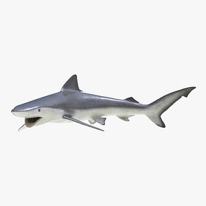 3d model smalltail shark pose 2