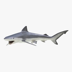Smalltail Shark Pose 2 3D Model