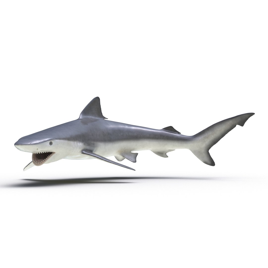 Smalltail Shark Pose 2 3D Model 3D model preview