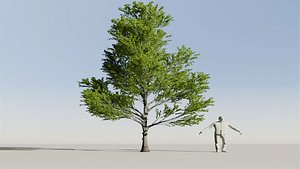 Katsura Tree Variation