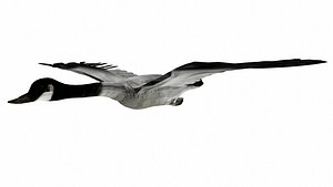 goosecan bird 3D model