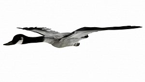 GOOSECAN BIRD