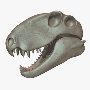 dimetrodon skull 3D