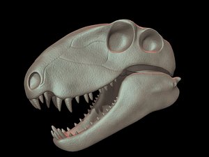dimetrodon skull 3D