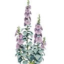 Alcea Rosea or Hollyhock