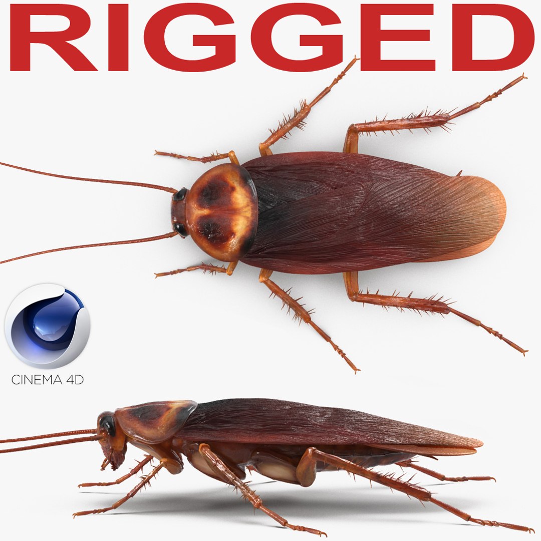 Cockroach Rigged for Cinema 4D 3D model preview