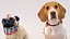3D Small dog set x5