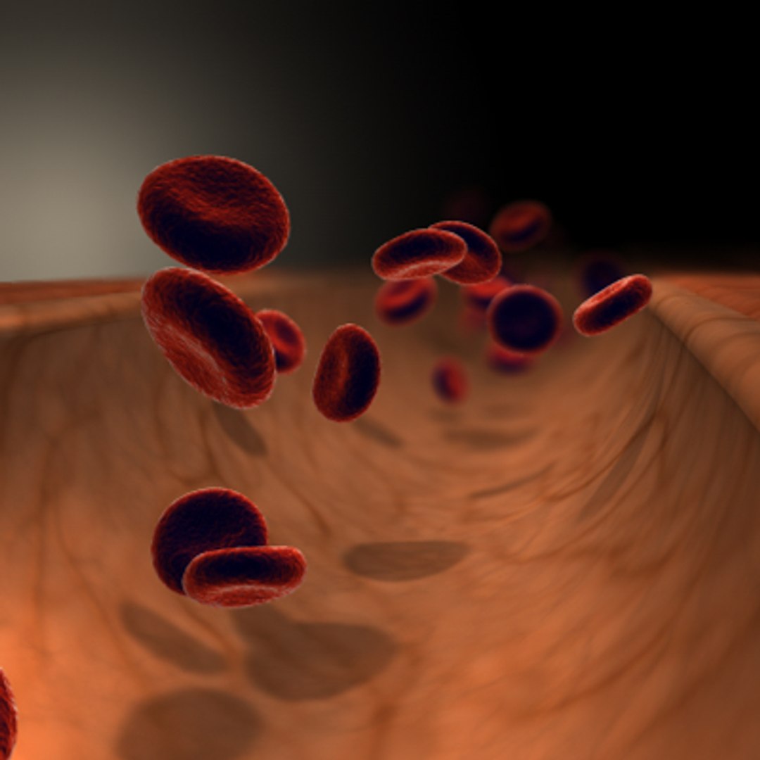 3d model vein blood cells