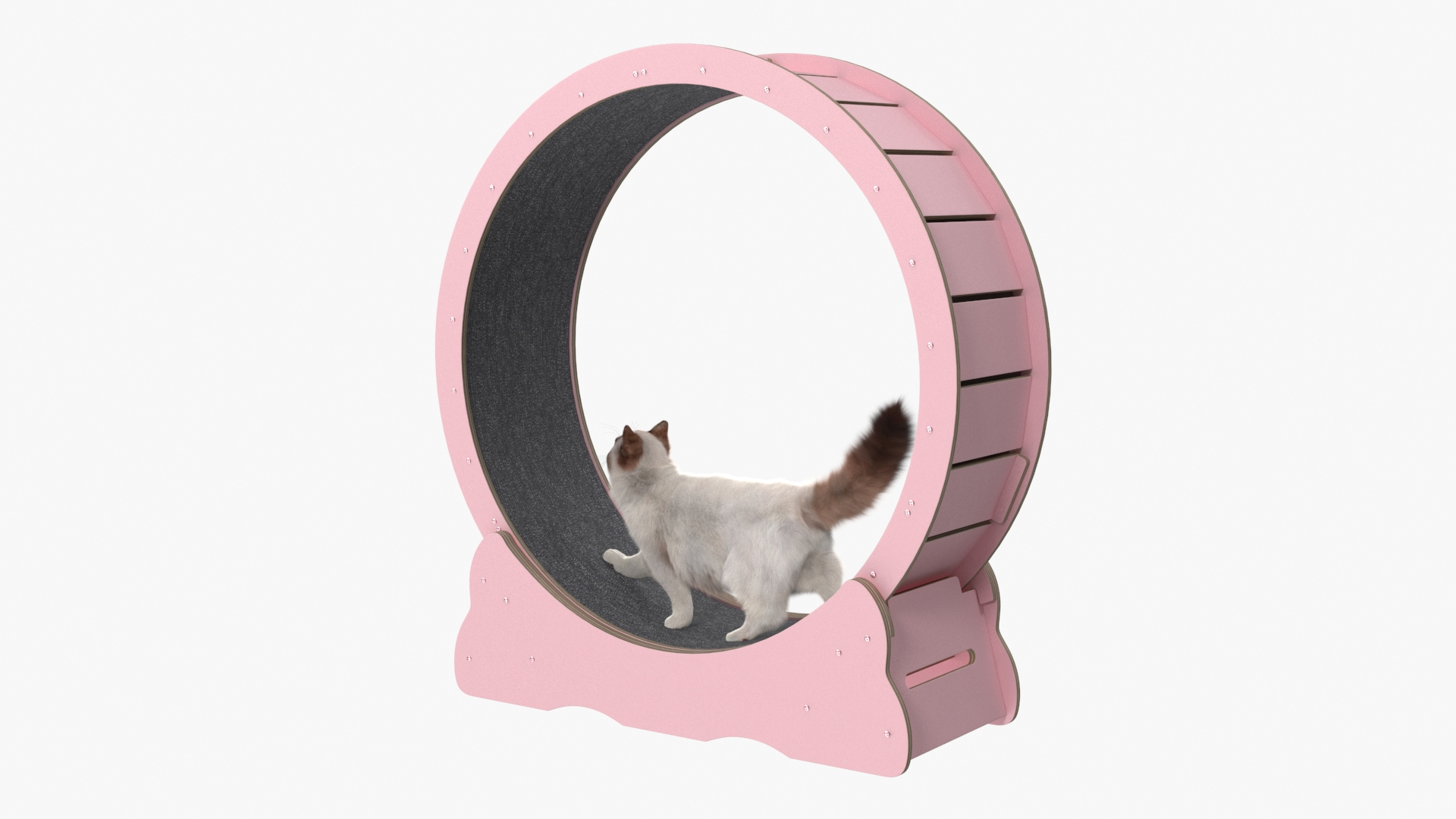3D Ragdoll Cat Walking on Exercise Wheel Fur model https://p.turbosquid.com/ts-thumb/SG/HMtuov/Ro/ragdoll_cat_walking_on_exercise_wheel_fur_360/jpg/1755208762/1920x1080/turn_fit_q99/f04342449953bbf7b2758f9418b136ad95a023c5/ragdoll_cat_walking_on_exercise_wheel_fur_360-1.jpg