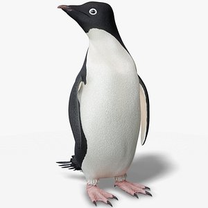 adelie penguin rigged animation 3D model