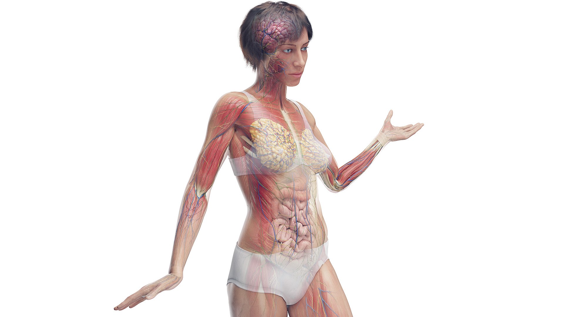 3D Female Full Anatomy Rigged Cinema https://p.turbosquid.com/ts-thumb/SG/PwR8kd/0s/z00_female_rigged/jpg/1703021926/1920x1080/fit_q87/00f984ad03730d89c1840ce326a3c55e41393575/z00_female_rigged.jpg