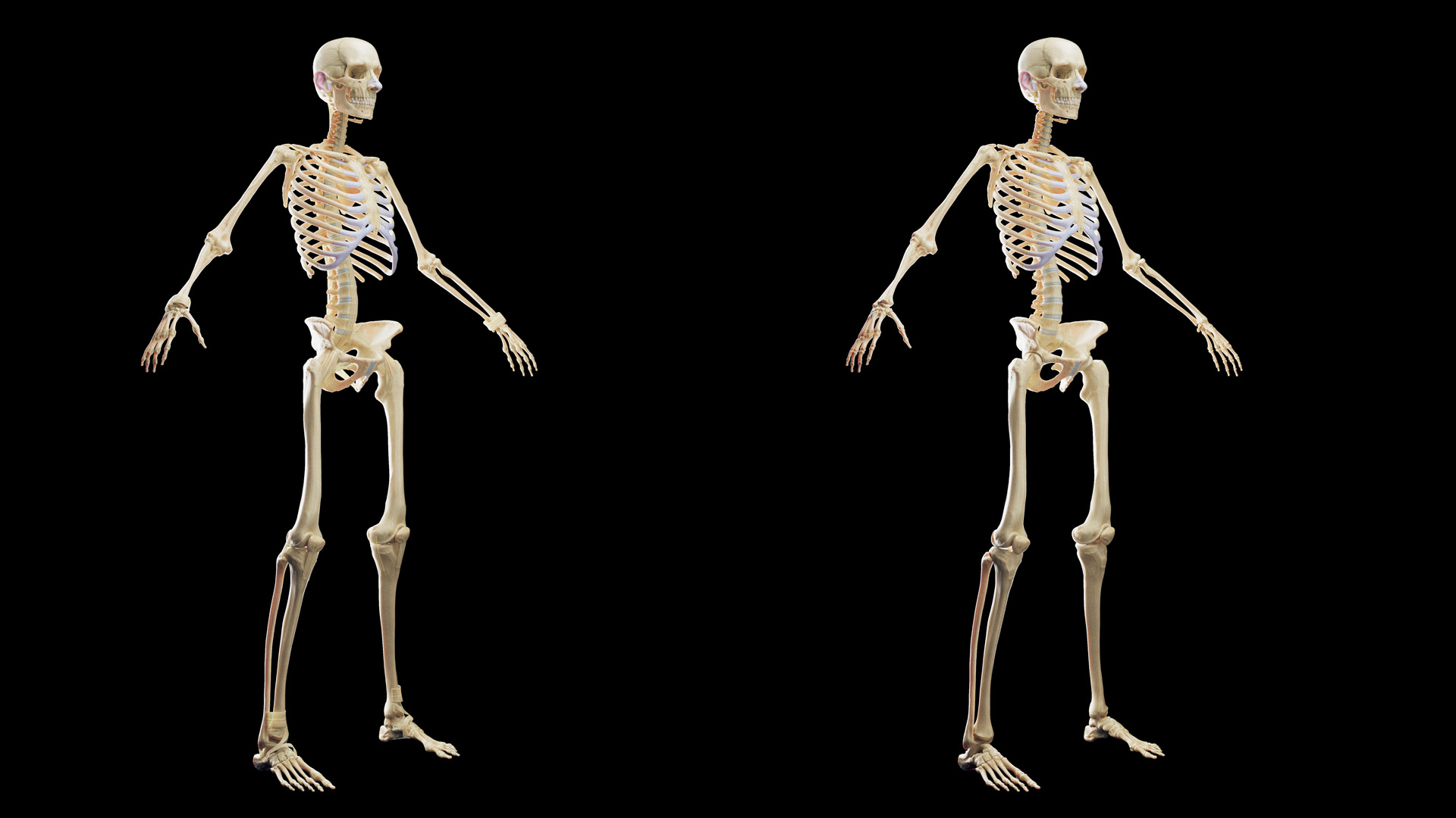 3D Female Full Anatomy Rigged Cinema https://p.turbosquid.com/ts-thumb/SG/PwR8kd/2O/anatomy_male_tt_03/jpg/1703022702/1920x1080/turn_fit_q99/62cc92e199868fa24167813aeeee56f7ad4bd0b2/anatomy_male_tt_03-1.jpg