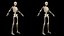 3D Female Full Anatomy Rigged Cinema