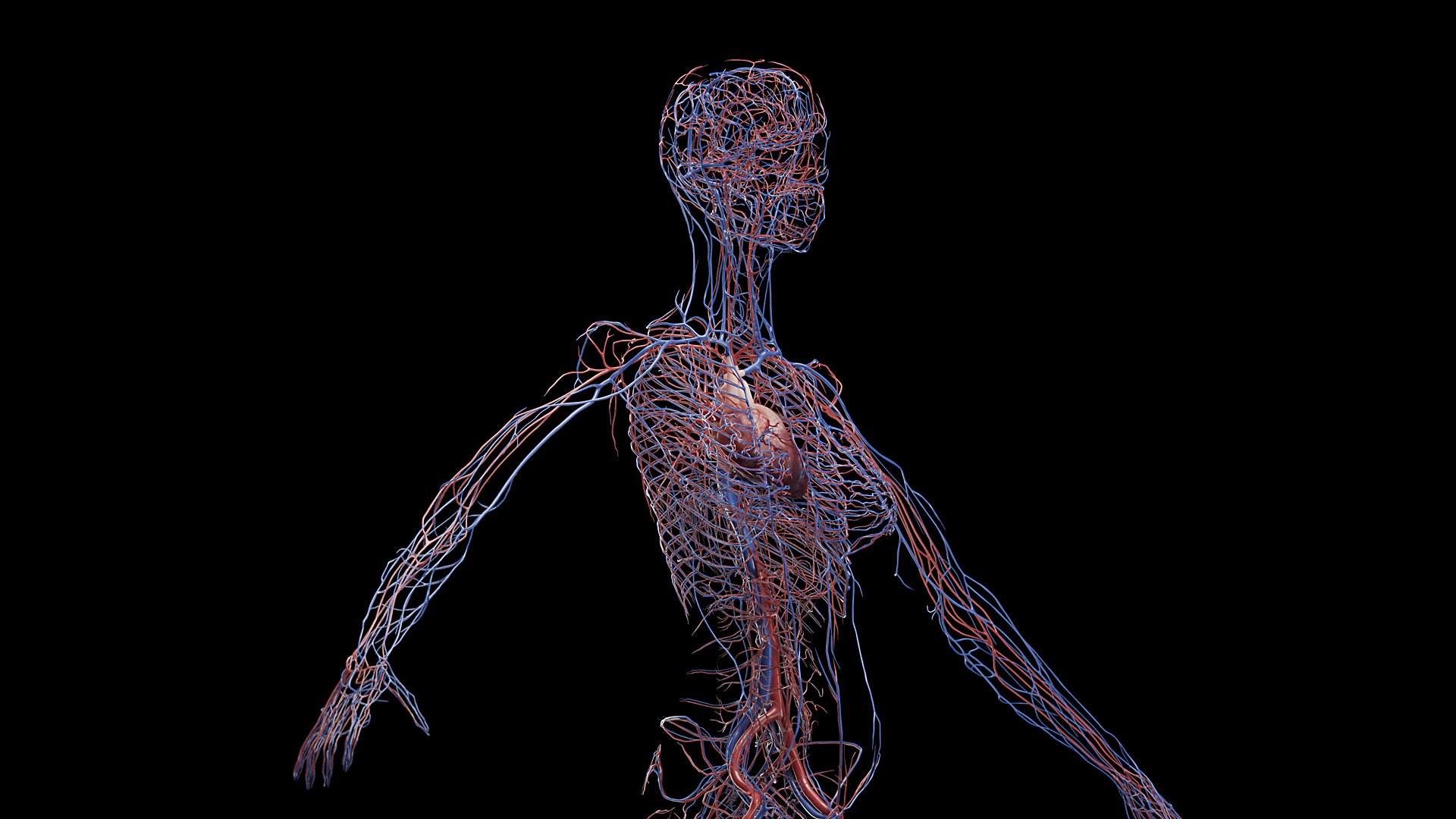 3D Female Full Anatomy Rigged Cinema https://p.turbosquid.com/ts-thumb/SG/PwR8kd/2h/anatomy_v2_female_ps_007/jpg/1703021962/1920x1080/fit_q87/00f53371f6693d7be24a58adde1659850b301ce6/anatomy_v2_female_ps_007.jpg