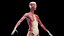 3D Female Full Anatomy Rigged Cinema