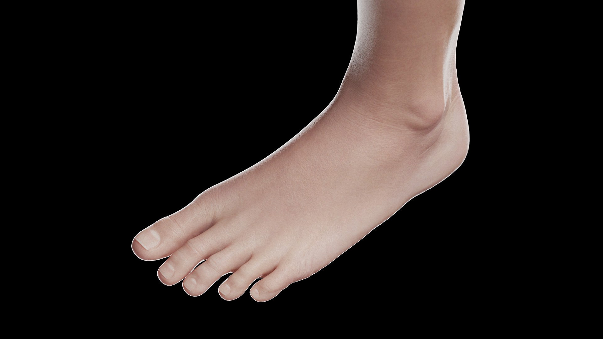 3D Female Full Anatomy Rigged Cinema https://p.turbosquid.com/ts-thumb/SG/PwR8kd/MT/anatomy_v2_female_ps_060/jpg/1703022048/1920x1080/fit_q87/dbc04286b1209ec60ffd7d54ca384e2f5b850091/anatomy_v2_female_ps_060.jpg