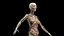 3D Female Full Anatomy Rigged Cinema