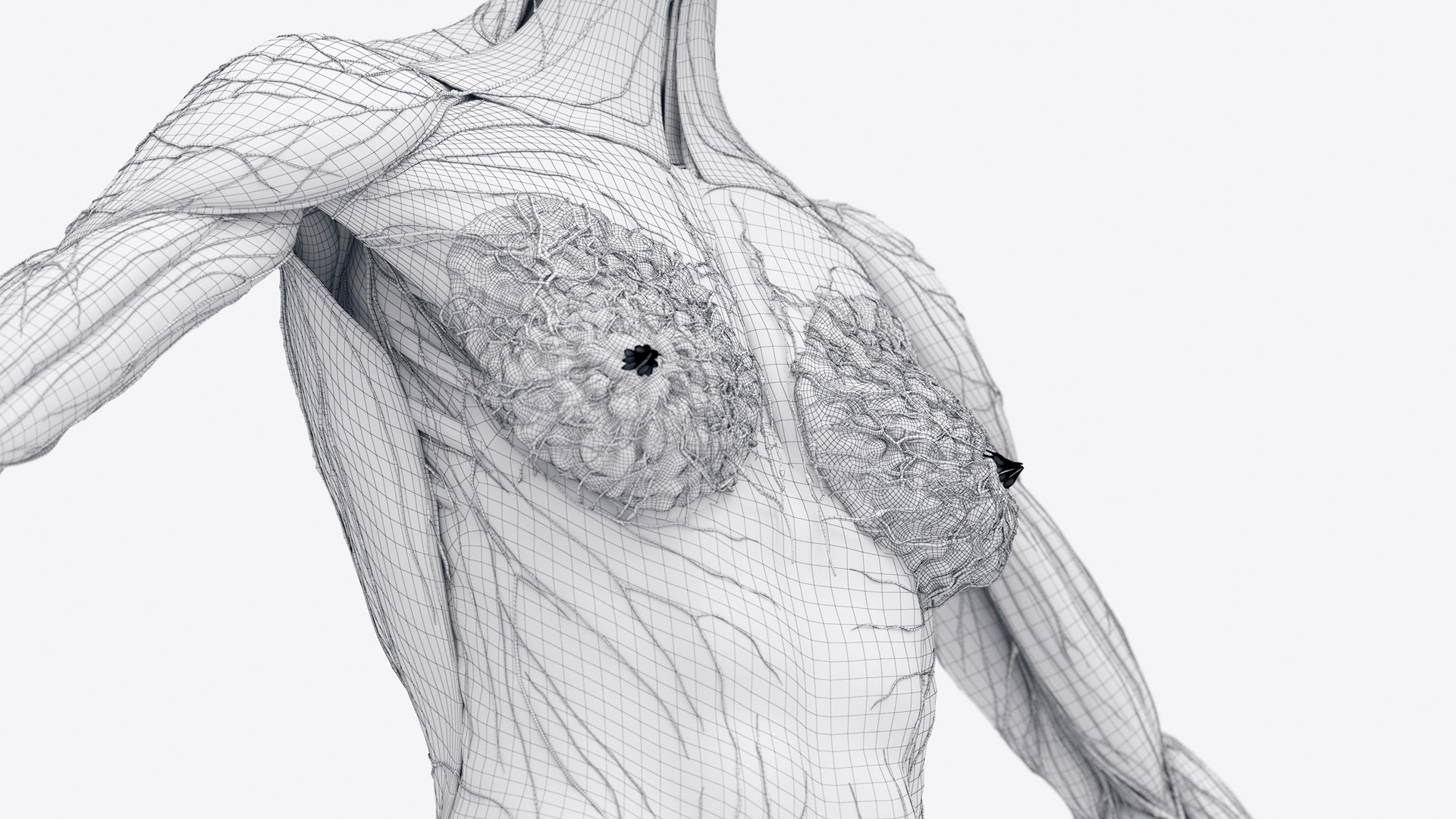 3D Female Full Anatomy Rigged Cinema https://p.turbosquid.com/ts-thumb/SG/PwR8kd/t6/anatomy_v2_female_wire_anatomy1f0002/jpg/1703022117/1920x1080/fit_q87/7db7c3023c9f8ccb4b6469dead25e8ced4ebc73c/anatomy_v2_female_wire_anatomy1f0002.jpg