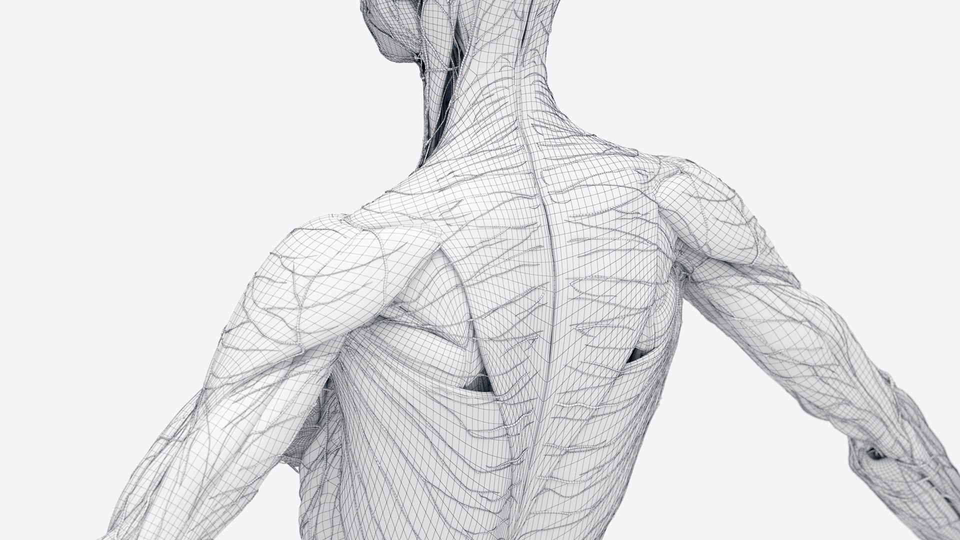 3D Female Full Anatomy Rigged Cinema https://p.turbosquid.com/ts-thumb/SG/PwR8kd/vM/anatomy_v2_female_wire_anatomy1f0005/jpg/1703022119/1920x1080/fit_q87/fe50a3ab69c4829dbb05858b6f0b14a701c7080c/anatomy_v2_female_wire_anatomy1f0005.jpg