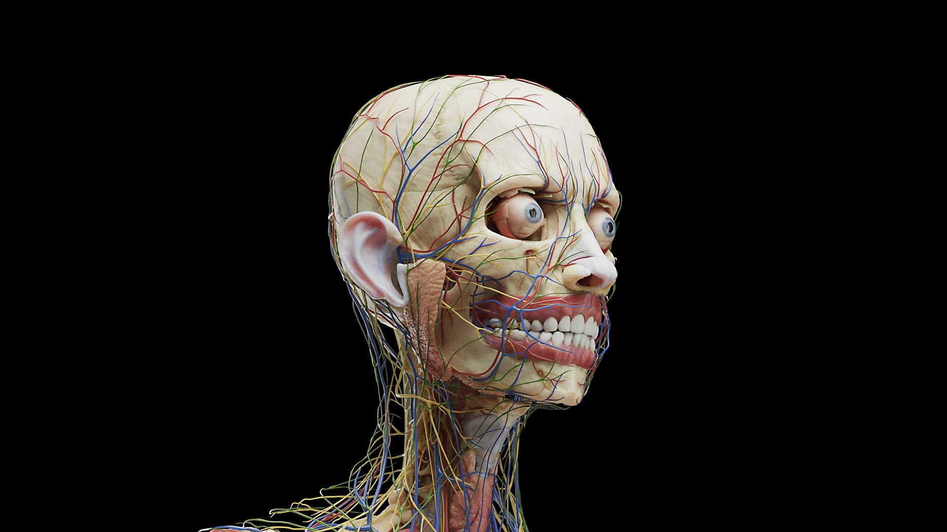 3D Female Full Anatomy Rigged Cinema https://p.turbosquid.com/ts-thumb/SG/PwR8kd/wU/anatomy_v2_female_ps_013/jpg/1703021988/1920x1080/fit_q87/3977ece3ffa6afb9d4ca17190ab6c8b0b1114564/anatomy_v2_female_ps_013.jpg