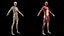 3D Female Full Anatomy Rigged Cinema