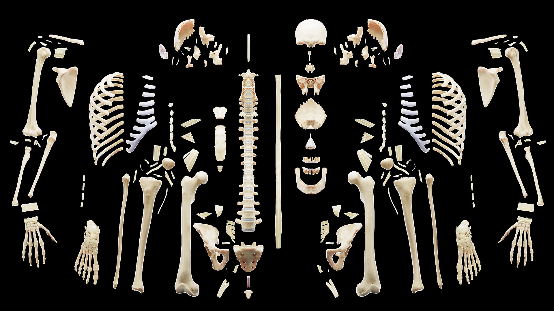 3D Female Full Anatomy Rigged Cinema https://p.turbosquid.com/ts-thumb/SG/PwR8kd/yP/anatomy_v2_female_ps_094/jpg/1703022024/1920x1080/fit_q87/e9e7c02fcd6fb38b994b5783b26fc0513b13a2d0/anatomy_v2_female_ps_094.jpg