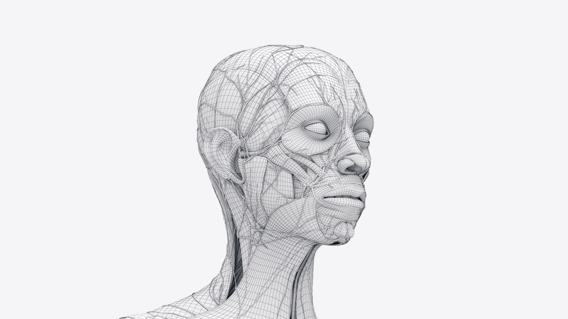 3D Female Full Anatomy Rigged Cinema https://p.turbosquid.com/ts-thumb/SG/PwR8kd/zu/anatomy_v2_female_wire_anatomy1f0001/jpg/1703022117/1920x1080/fit_q87/a040b9c5437f4c8f0dc671b75b4ad06cb37a686e/anatomy_v2_female_wire_anatomy1f0001.jpg