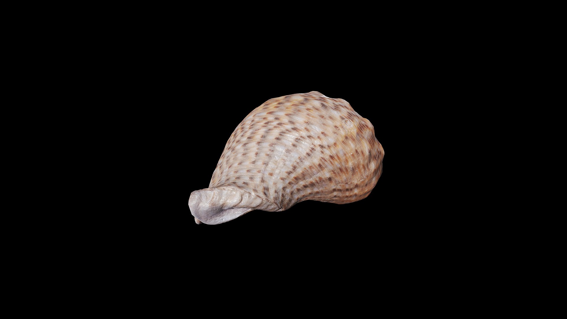 3D Anydrafts Sea snail 08 https://p.turbosquid.com/ts-thumb/SG/R45doF/Hs/preview_5/png/1733793436/1920x1080/fit_q87/d68d835faddbf3e7665c5746e502fc5672d923ec/preview_5.jpg