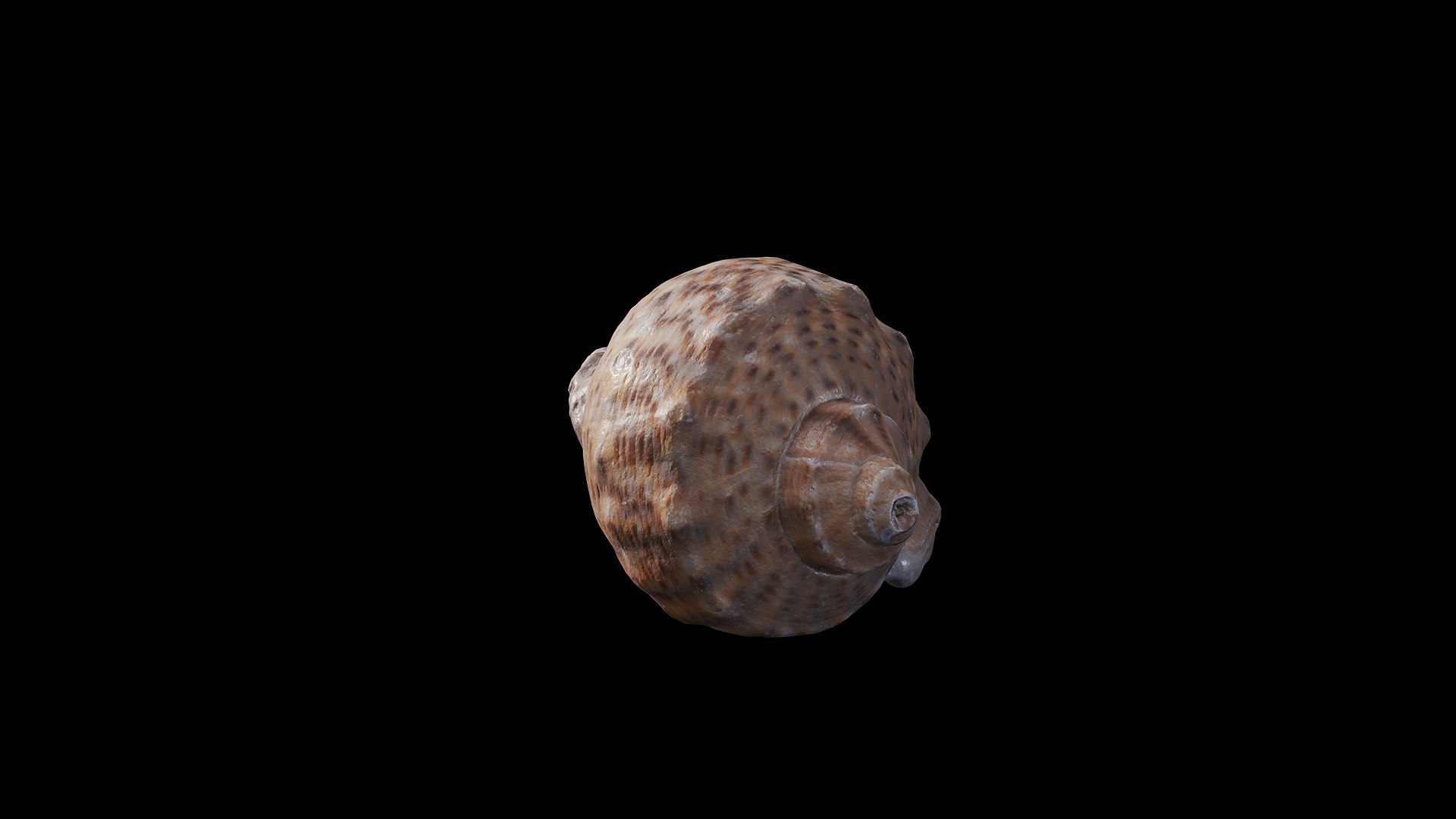 3D Anydrafts Sea snail 08 https://p.turbosquid.com/ts-thumb/SG/R45doF/Jk/preview_4/png/1733793438/1920x1080/fit_q87/4e8881642cd5f70761c0c65391215ea79dc11ee8/preview_4.jpg