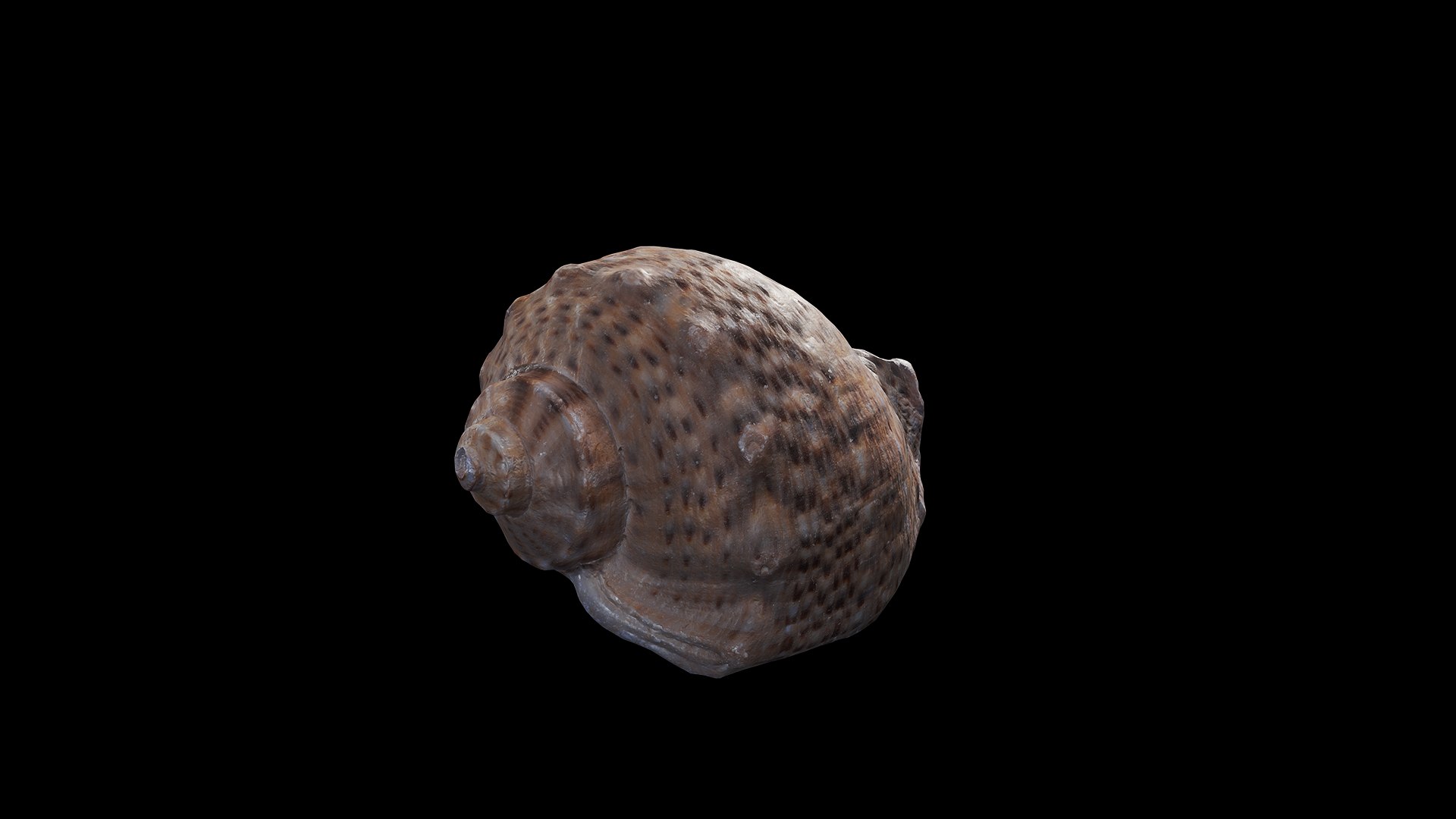 3D Anydrafts Sea snail 08 https://p.turbosquid.com/ts-thumb/SG/R45doF/OT/preview_6/png/1733793438/1920x1080/fit_q87/b23039e50245ef7442cb33856d03eb643f34339e/preview_6.jpg