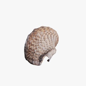 3D Anydrafts Sea snail 08