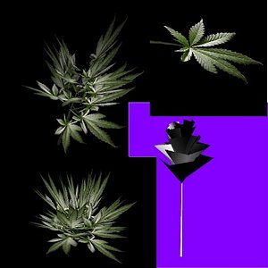 marijuana plant 3d model