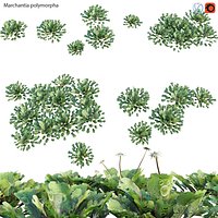 Marchantia polymorpha GrowFX