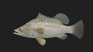 3D Bass fish model