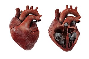 Human Heart Animated lowpoly 3D model