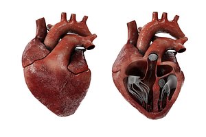Human Heart Animated lowpoly
