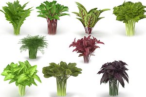 Set of bunches of herbs