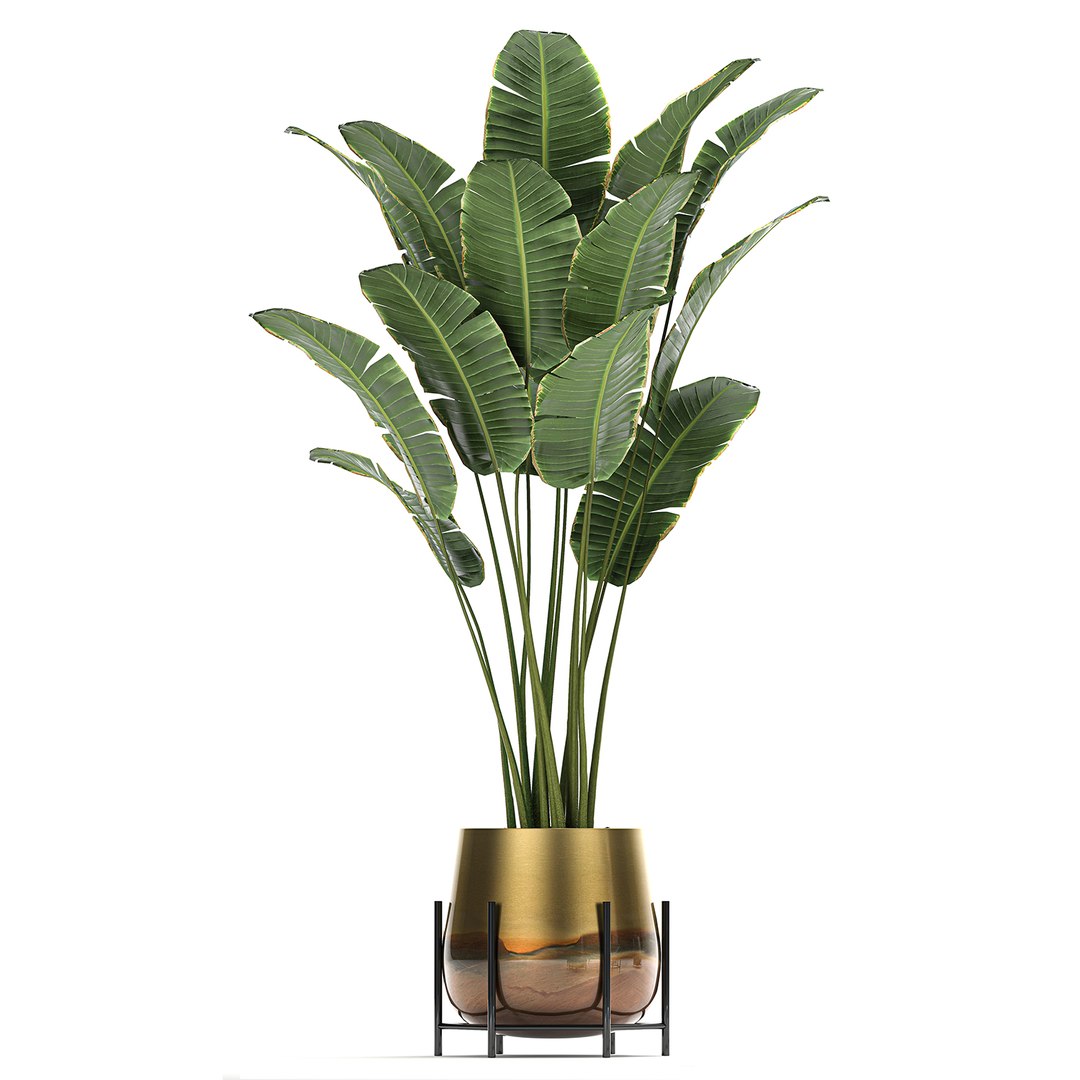 3D model plant houseplants https://p.turbosquid.com/ts-thumb/SH/7FBl8w/5Xp4tvEY/plants2011202010/jpg/1605959573/1920x1080/fit_q87/317823e62f3aba9f1cb390be53bd204f2afa725c/plants2011202010.jpg