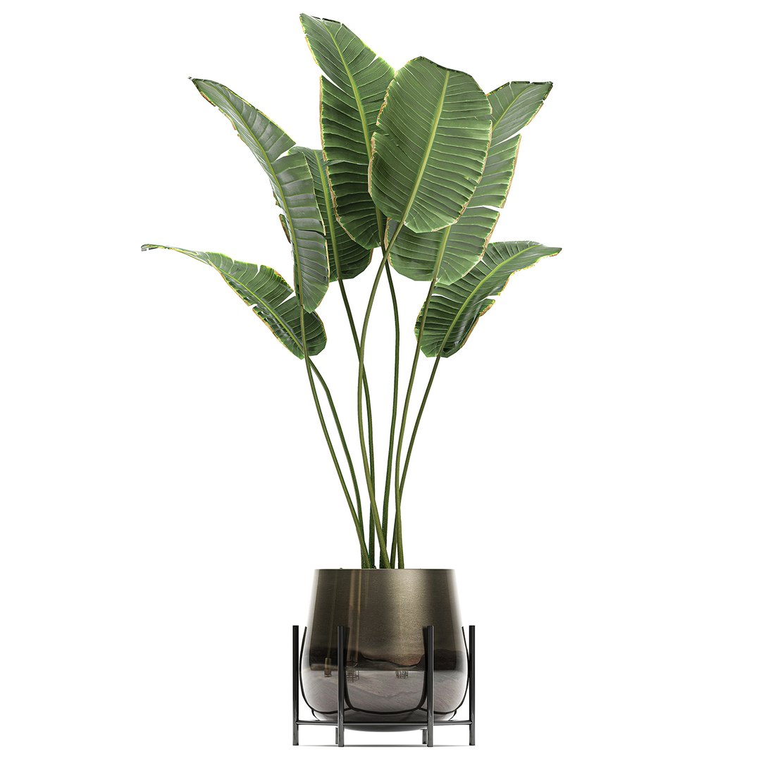 3D model plant houseplants https://p.turbosquid.com/ts-thumb/SH/7FBl8w/g0fiUDGF/plants2011202014/jpg/1605959573/1920x1080/fit_q87/be4316b97589180fa286d16e4981a47ef5b4a621/plants2011202014.jpg
