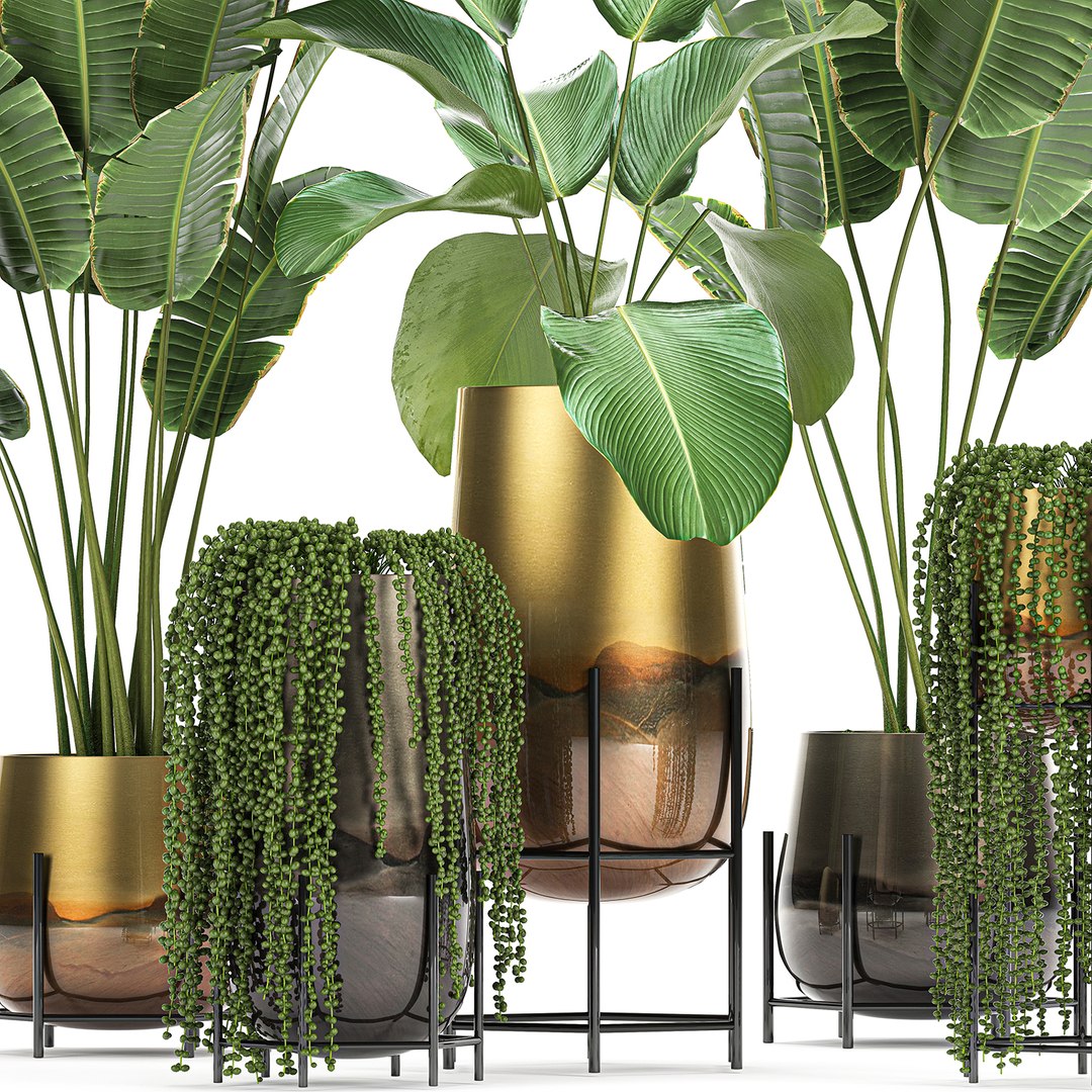 3D model plant houseplants https://p.turbosquid.com/ts-thumb/SH/7FBl8w/iJAceOyp/plants2011202001/jpg/1605959572/1920x1080/fit_q87/b8918d9a36a118cb0742d08b849ad036cfbf23e1/plants2011202001.jpg