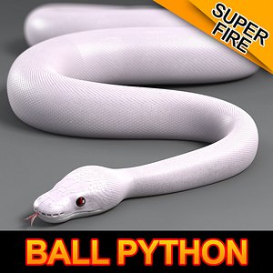 Ball Python (Super Fire)