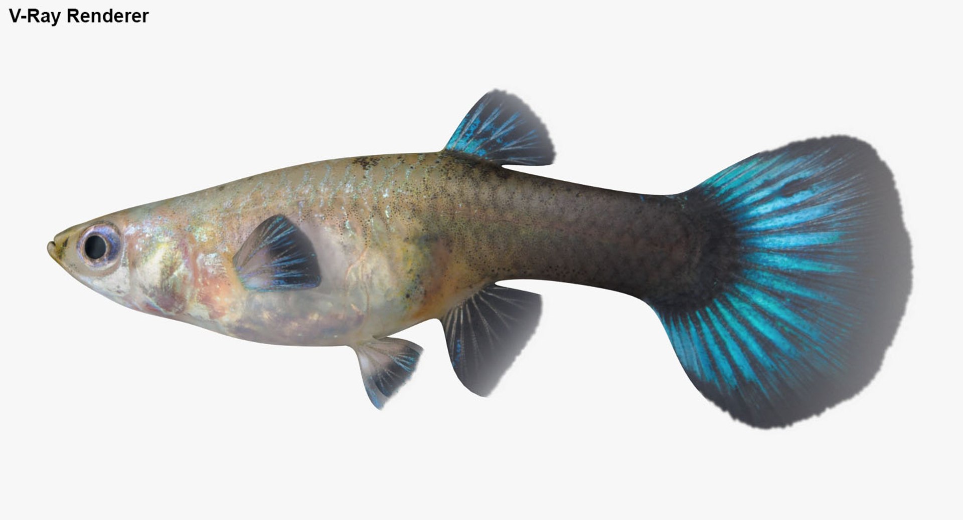 freshwater fish 3 3D model https://p.turbosquid.com/ts-thumb/SH/EIWRHm/1FXh7apr/ryukingoldfish_rr33/jpg/1536042844/1920x1080/fit_q87/50c5437718184fe0777f23af644924539eac0593/ryukingoldfish_rr33.jpg