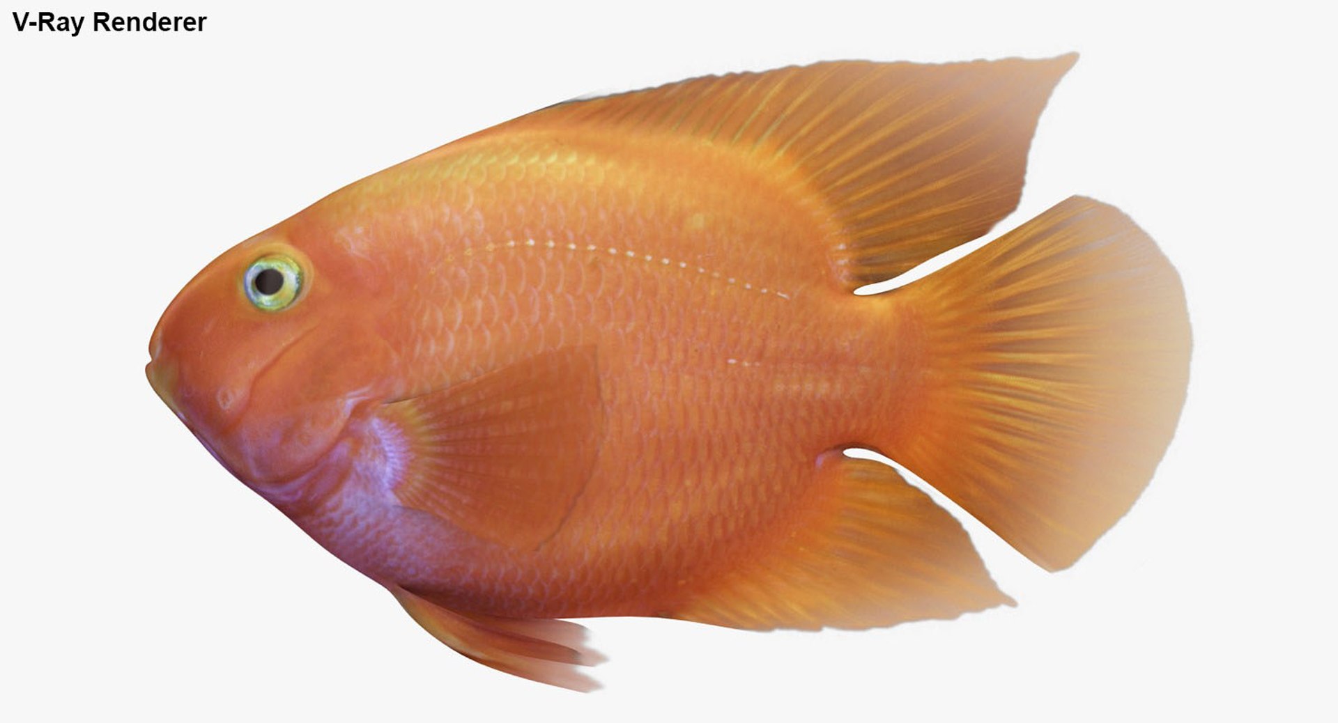 freshwater fish 3 3D model https://p.turbosquid.com/ts-thumb/SH/EIWRHm/3DhPerRS/ryukingoldfish_rr33/jpg/1536001608/1920x1080/fit_q87/66e72210f95ff005cb10f56673c20c4f85090317/ryukingoldfish_rr33.jpg