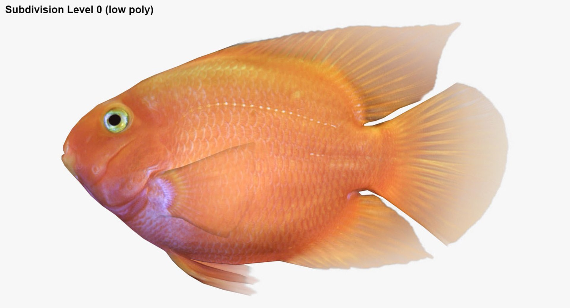 freshwater fish 3 3D model https://p.turbosquid.com/ts-thumb/SH/EIWRHm/3VYsxPw9/ryukingoldfish_rr28/jpg/1536001607/1920x1080/fit_q87/e567a4b2b1857470d8abb7bbd40a438db9ac7526/ryukingoldfish_rr28.jpg