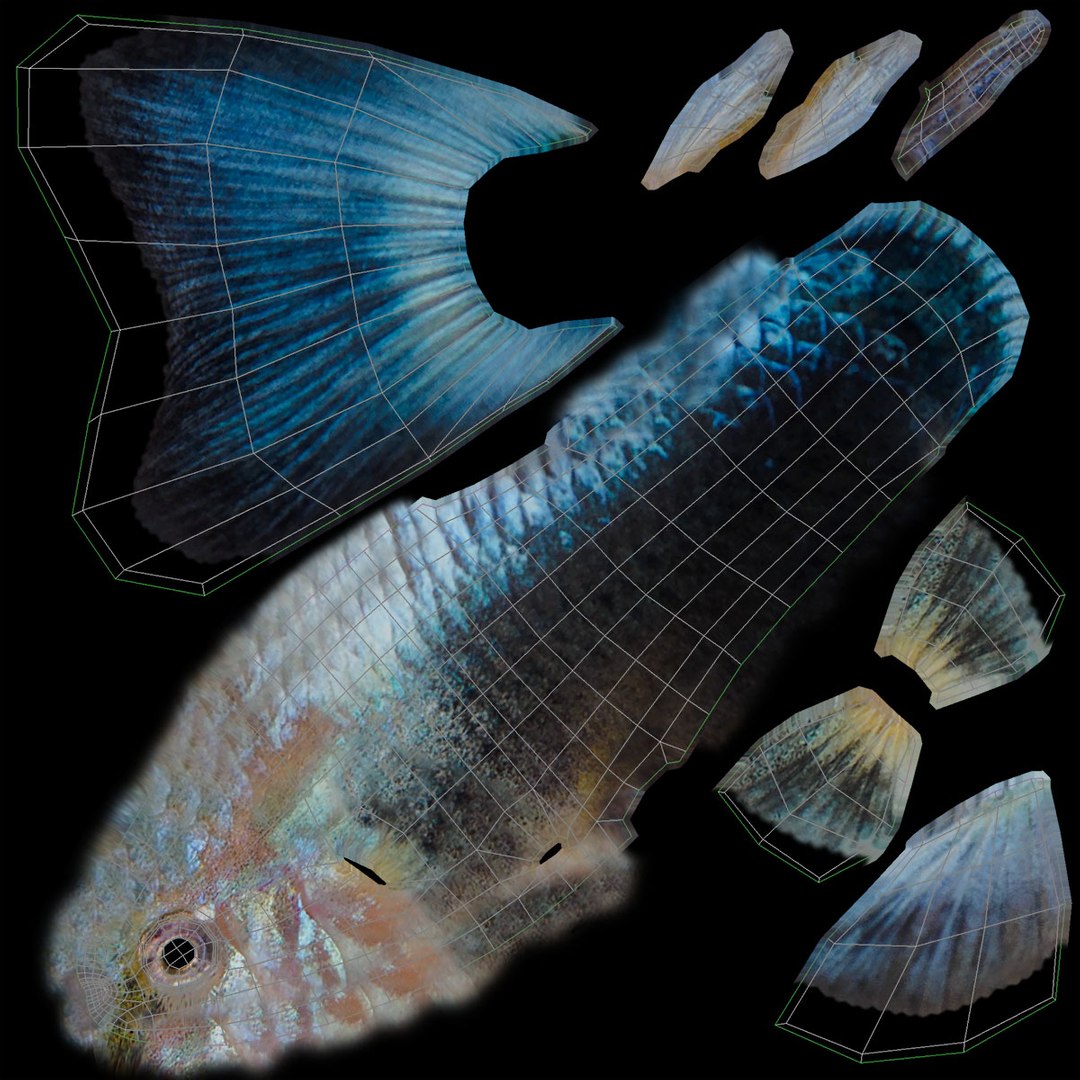 freshwater fish 3 3D model https://p.turbosquid.com/ts-thumb/SH/EIWRHm/3oMnFmHU/ryukingoldfish_rr37/jpg/1536042863/1920x1080/fit_q87/aa9de0615426764ecb413d494b9b042e290e7ffd/ryukingoldfish_rr37.jpg